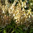 Pieris japonský 'Cupido' - Pieris japonica 'Cupido'