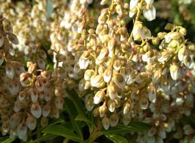Pieris japonský 'Cupido' - Pieris japonica 'Cupido'
