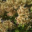 Pieris japonský 'Cupido' - Pieris japonica 'Cupido'