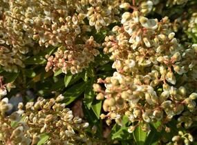 Pieris japonský 'Cupido' - Pieris japonica 'Cupido'