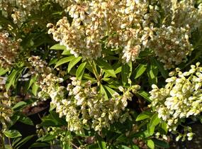 Pieris japonský 'Cupido' - Pieris japonica 'Cupido'