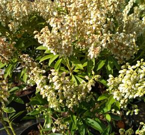 Pieris japonský 'Cupido' - Pieris japonica 'Cupido'