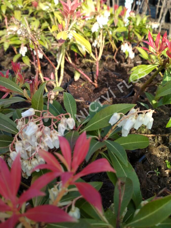 Pieris květnatý 'Forest Flame' - Pieris 'Forest Flame'