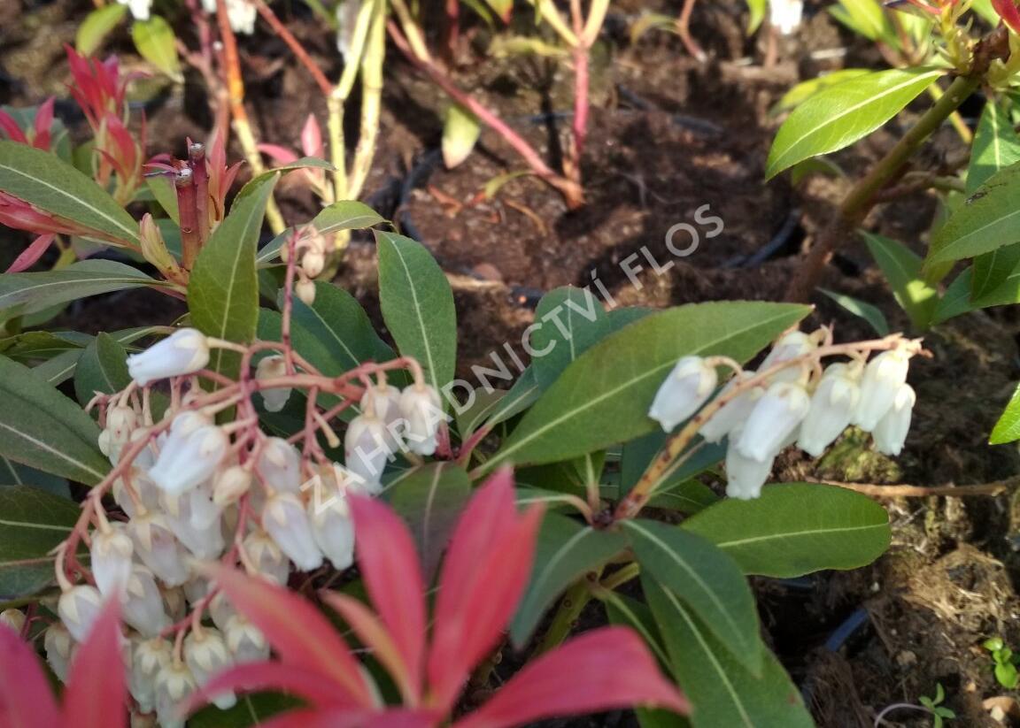 Pieris květnatý 'Forest Flame' - Pieris floribunda 'Forest Flame'