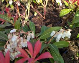 Pieris květnatý 'Forest Flame'