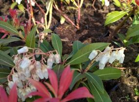 Pieris květnatý 'Forest Flame' - Pieris floribunda 'Forest Flame'