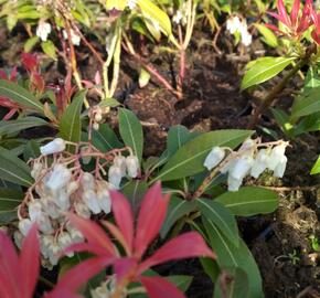 Pieris květnatý 'Forest Flame' - Pieris 'Forest Flame'