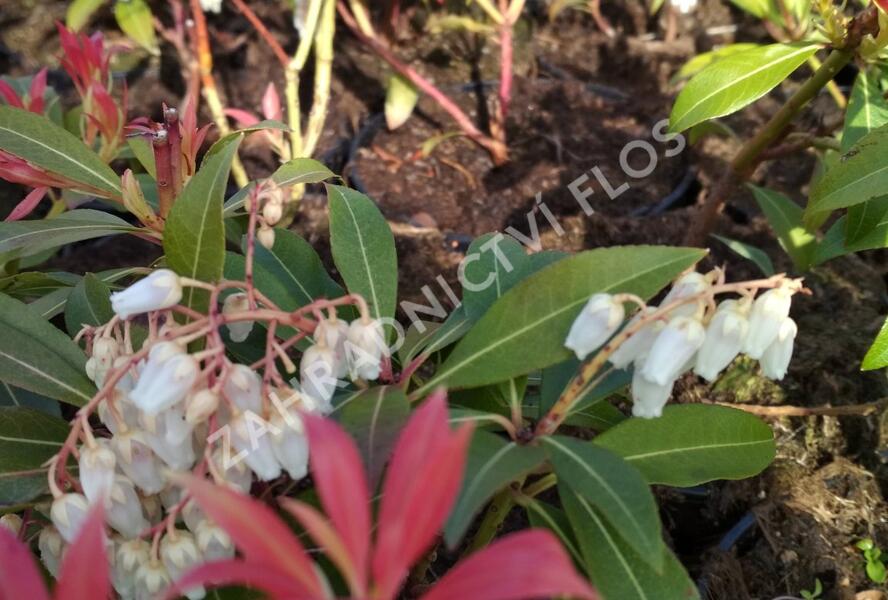 Pieris květnatý 'Forest Flame' - Pieris floribunda 'Forest Flame'