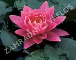 Leknín 'Fire Opal' - Nymphaea 'Fire Opal'