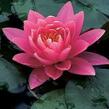 Leknín 'Fire Opal' - Nymphaea 'Fire Opal'