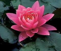 Leknín 'Fire Opal' - Nymphaea 'Fire Opal'