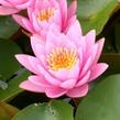 Leknín 'Fabiola' - Nymphaea 'Fabiola'