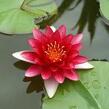 Leknín 'Attraction' - Nymphaea 'Attraction'