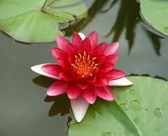 Leknín 'Attraction' - Nymphaea 'Attraction'