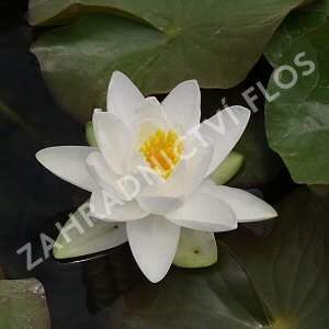 Leknín 'Gladstoniana' - Nymphaea 'Gladstoniana'