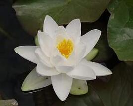 Leknín 'Gladstoniana'