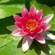 Leknín 'Escarboucle' - Nymphaea 'Escarboucle'