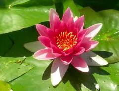 Leknín 'Escarboucle' - Nymphaea 'Escarboucle'