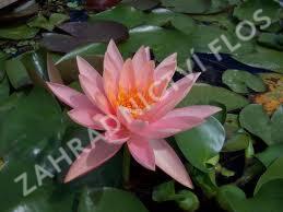 Leknín 'Colorado' - Nymphaea 'Colorado'