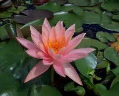 Leknín 'Colorado' - Nymphaea 'Colorado'