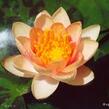 Leknín 'Aurora' - Nymphaea 'Aurora'