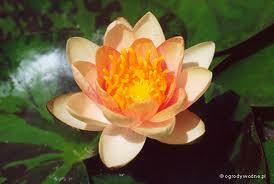 Leknín 'Aurora' - Nymphaea 'Aurora'