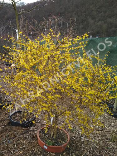 Zlatice nejzelenější 'Bronxensis' - Forsythia viridissima 'Bronxensis'
