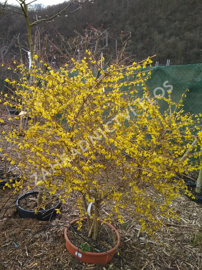 Zlatice nejzelenější 'Bronxensis' - Forsythia viridissima 'Bronxensis'