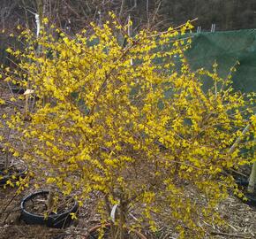 Zlatice nejzelenější 'Bronxensis' - Forsythia viridissima 'Bronxensis'