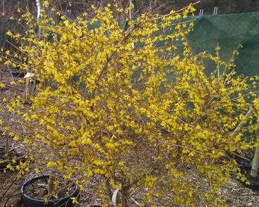 Zlatice nejzelenější 'Bronxensis'