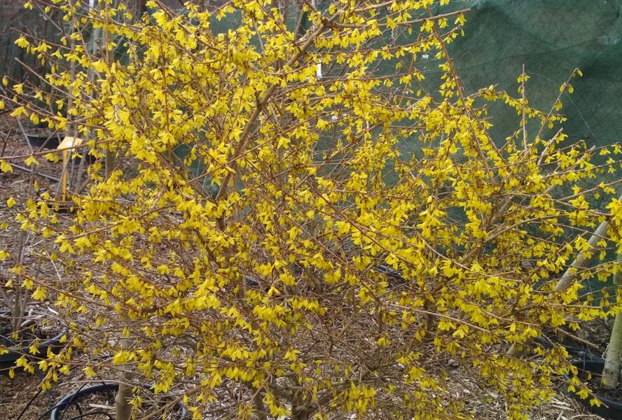 Zlatice nejzelenější 'Bronxensis' - Forsythia viridissima 'Bronxensis'