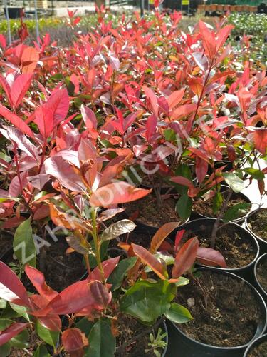 Blýskavka Fraserova 'Camilvy' - Photinia fraseri 'Camilvy'