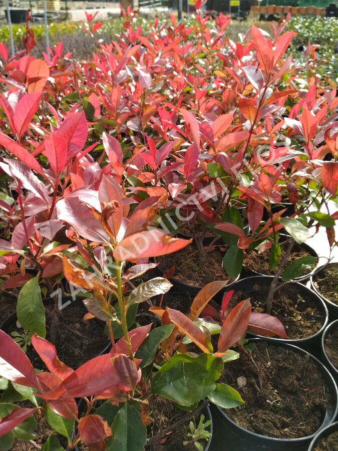 Blýskavka Fraserova 'Camilvy' - Photinia fraseri 'Camilvy'