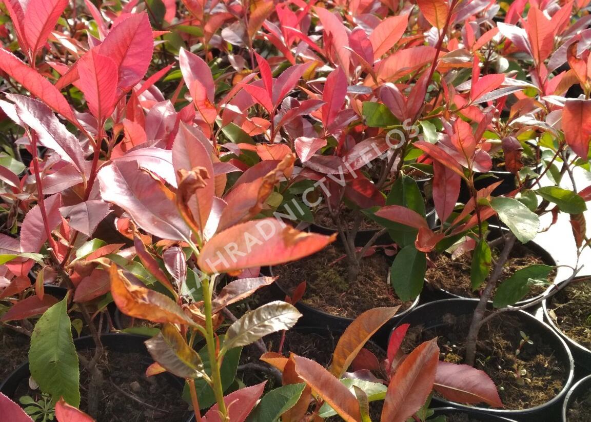 Blýskavka Fraserova 'Camilvy' - Photinia fraseri 'Camilvy'