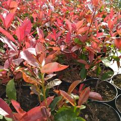 Blýskavka Fraserova 'Camilvy' - Photinia fraseri 'Camilvy'