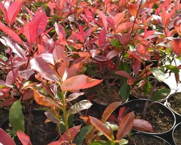 Blýskavka Fraserova 'Camilvy'