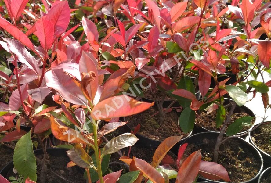 Blýskavka Fraserova 'Camilvy' - Photinia fraseri 'Camilvy'