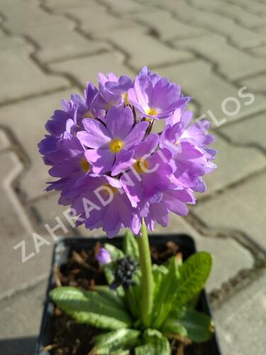 Prvosenka zoubkatá 'Corolla Blue' - Primula denticulata 'Corolla Blue'