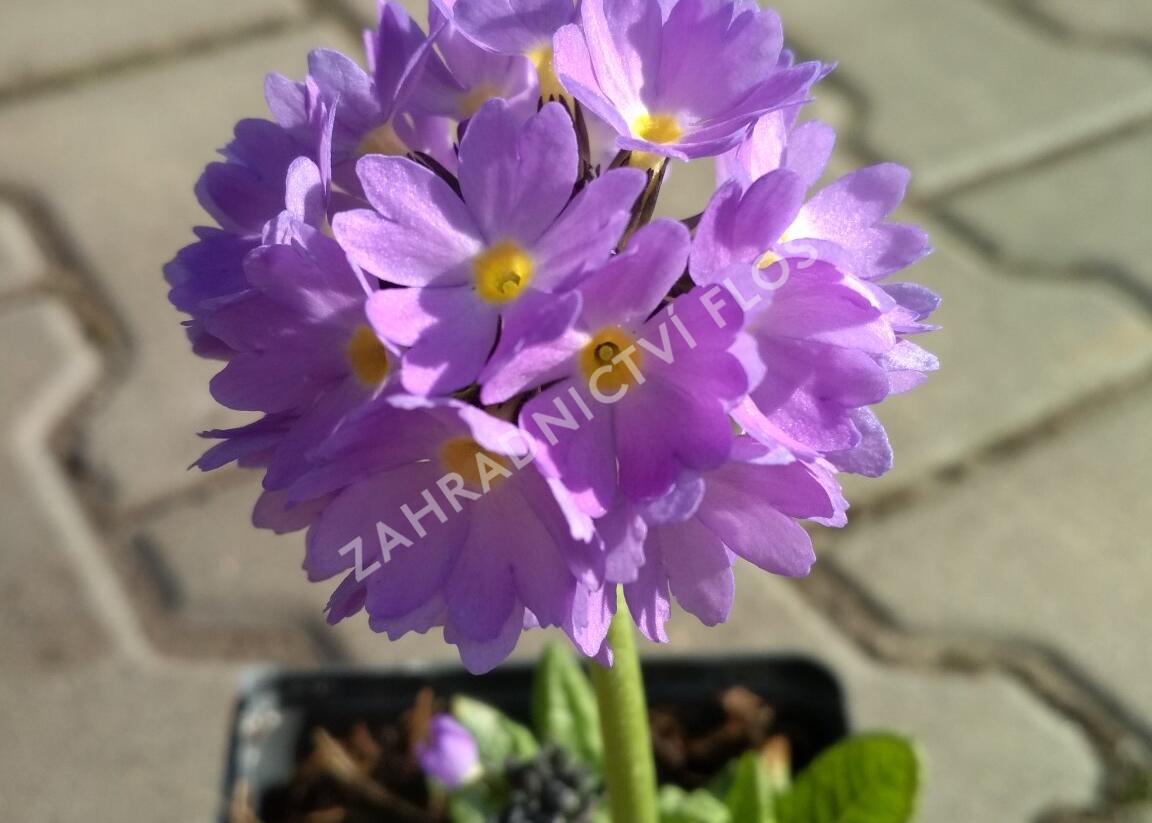 Prvosenka zoubkatá 'Corolla Blue' - Primula denticulata 'Corolla Blue'