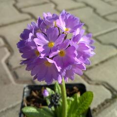 Prvosenka zoubkatá 'Corolla Blue' - Primula denticulata 'Corolla Blue'