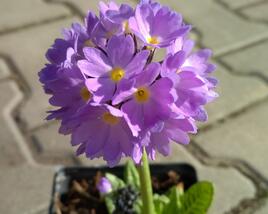 Prvosenka zoubkatá 'Corolla Blue'