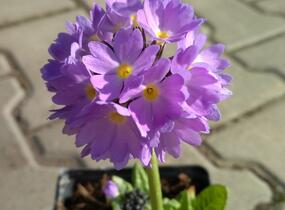 Prvosenka zoubkatá 'Corolla Blue' - Primula denticulata 'Corolla Blue'