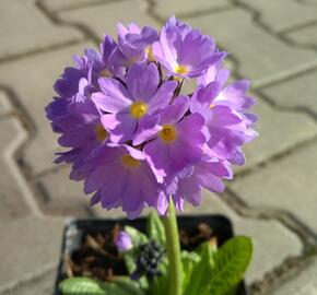 Prvosenka zoubkatá 'Corolla Blue' - Primula denticulata 'Corolla Blue'