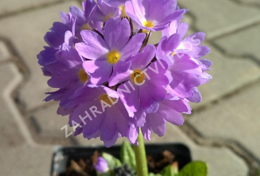 Prvosenka zoubkatá 'Corolla Blue' - Primula denticulata 'Corolla Blue'