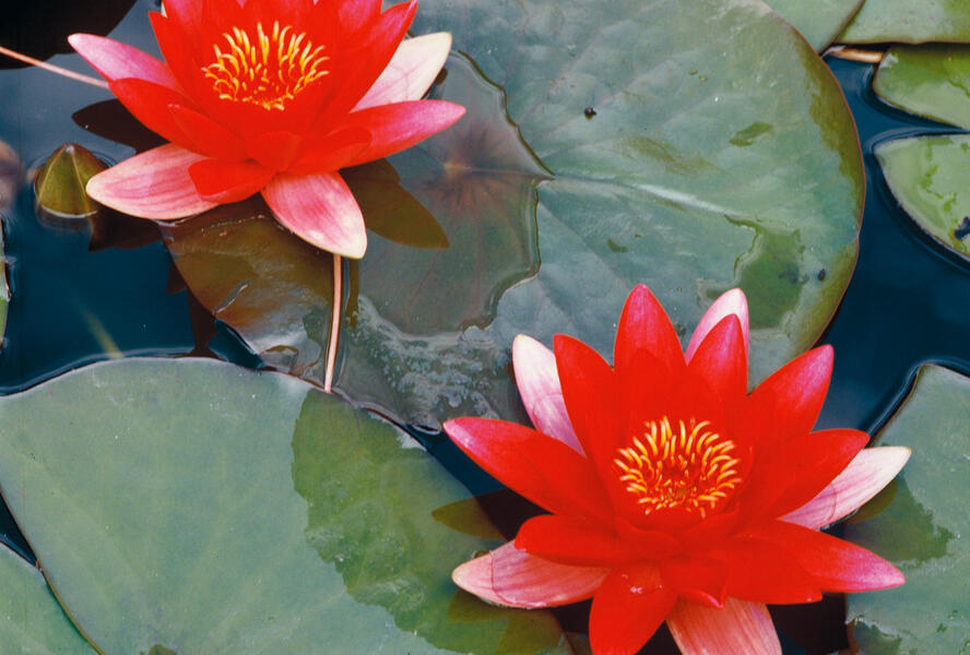 Leknín mix - Nymphaea mix