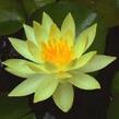 Leknín 'Sulphurea' - Nymphaea 'Sulphurea'