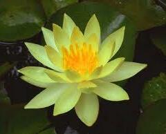 Leknín 'Sulphurea' - Nymphaea 'Sulphurea'