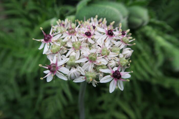 Česnek 'Silver Spring' - Allium 'Silver Spring'