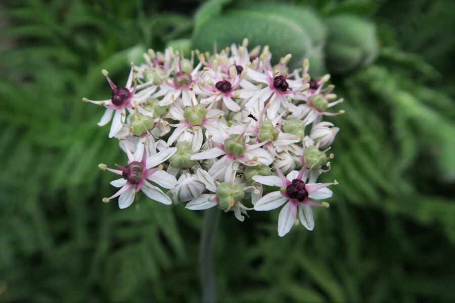 Okrasný česnek 'Silver Spring' - Allium 'Silver Spring'