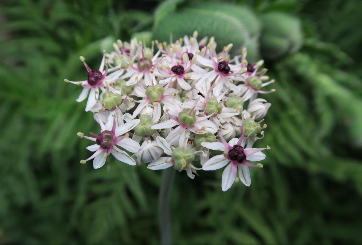Česnek 'Silver Spring' - Allium 'Silver Spring'